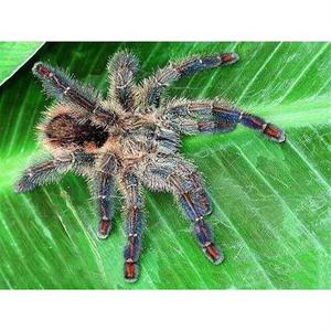 亚马逊蓝宝石粉趾钴蓝粉趾2.5厘米幼体宠物蜘蛛活体新手推荐温顺