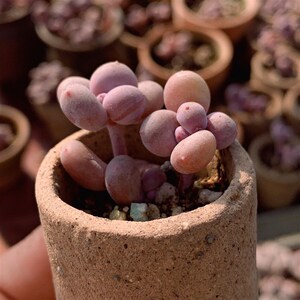 新多肉植物奶酪酪老桩纯奶酪叶片e彩虹奶小老桩有小状尖尖态.