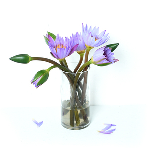 睡莲 广州岭南花j市空运鲜花速递 10支蓝莲花 家庭办公室室内插花