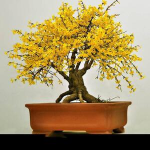 连翘花苗小叶虎蹄迎春盆景造型老桩提根造型盆栽绿迎春花黄老虎连