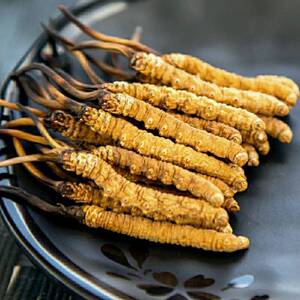 冬虫夏草非西藏那曲青海玉树冬虫草虫草花鲜草野生虫草2-3根一克