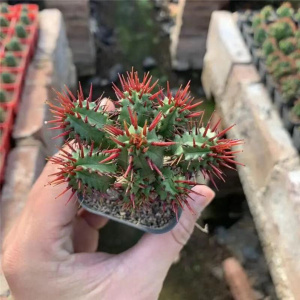 2i2红刺麒麟大戟科多肉植物室内花小盆栽仙人掌非火麒麟稀有品种