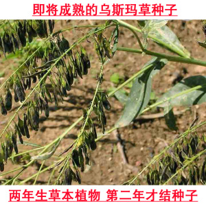 22新疆乌斯玛草种子乌斯曼草籽乌发鬓角增长睫毛生眉h浓眉买5送a.