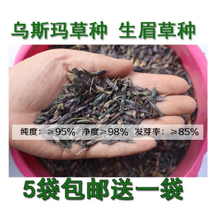 22新疆乌斯玛草种子乌斯曼生眉草籽奥斯曼草种子浓眉乌发h增长睫