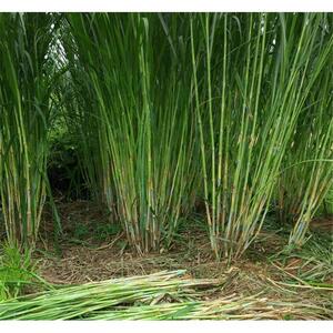 台湾新型甜象草3号多年生四季牧草田像草种籽皇竹草子种喂鱼牛羊