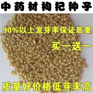 宁夏红枸杞种子枸杞叶种籽子四季南北方种植菜种另有枸杞树盆栽