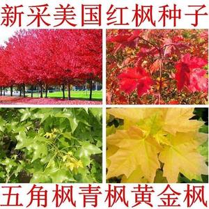 进口美国红枫种子秋火焰种子四季红日本红枫种子黄金枫种子
