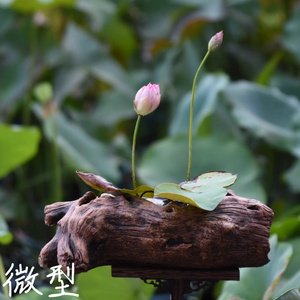 22小鸟嘴 萌宝荷花苑真小微型迷g你荷花碗莲睡莲种子藕水培水生a.