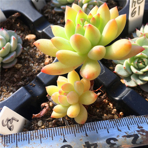 22柳叶莲华一物一拍小e桩迷你经典多肉植物2月中更新阳台吸甲醛a.