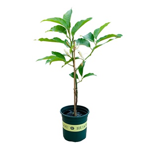 22白玉兰树苗盆栽 黄果兰黄桷兰树苗玉s兰花苗树苗 南方室内庭院