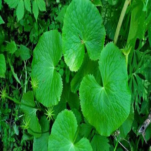 马蹄叶种子东北山野菜马蹄橐吾种苗多年生耐寒中草药植物四季易活