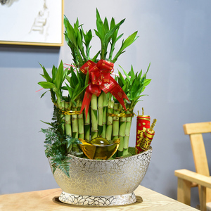 富贵竹节节高塔竹子带根盆栽转运绿植物四季好养花卉室内客厅盆景