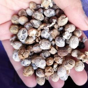 野生干品土砂仁,大草寇,假砂仁 500装山姜籽