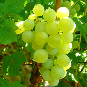 湖南水晶葡萄新鲜香葡萄云南绿葡萄贵州青葡萄孕妇当季水果非青提