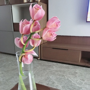 2r2大花蕙兰鲜花云南直发直批基地昆明斗南切花花卉真花水养插花