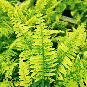 22上海鲜花港 老虎蕨斑叶虎斑肾蕨进口花叶波斯u顿蕨类植物室内a.