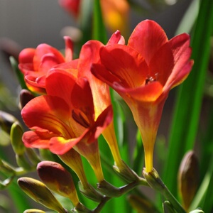 22香雪兰小苍兰鲜花云南昆明鲜花基地直发家用插花花店婚p庆花材