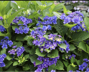 22千玺的花园  绣球红皇后十字架妖精之瞳魔幻紫水晶盆栽苗阳台w