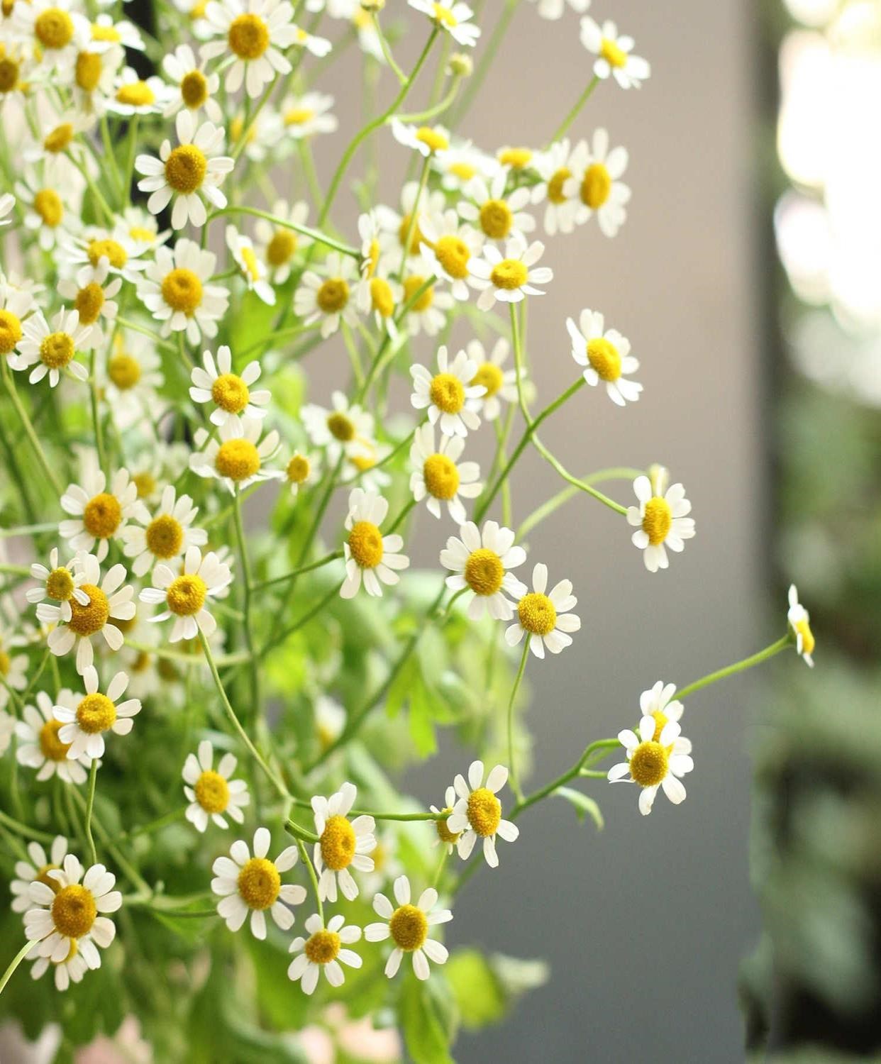 22小洋甘菊鲜花云南直发直批速递家用水养插花束小雏菊一扎顺丰k
