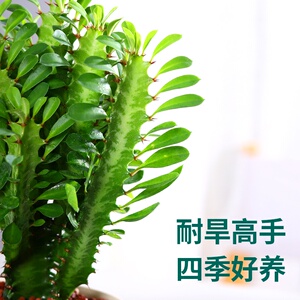 000人付款淘宝龙骨盆栽彩云阁耐旱老桩s招财绿植净化空气吸甲醛多肉