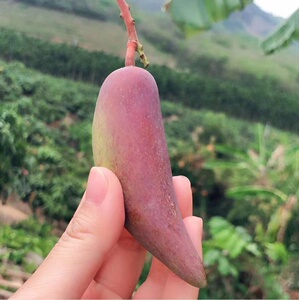 海南辣椒芒5斤包邮当季新鲜水果树上熟手指牙签芒果非贵妃金煌芒