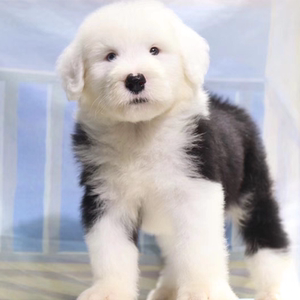 出售纯种英国古代牧羊犬 灰色古牧犬 大白头黑背活体幼犬宠物狗狗