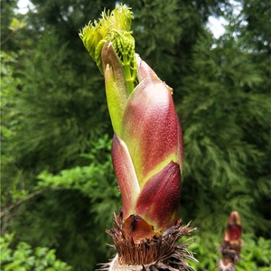 野生刺嫩芽新鲜现摘刺龙芽刺老包产地直发乌龙头刺老芽应春季野菜