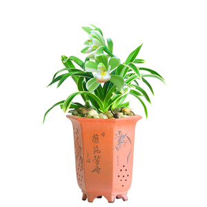 22金边迷你矮种兰花 帝王妃 世界上最香的兰花盆栽好m养十大名贵