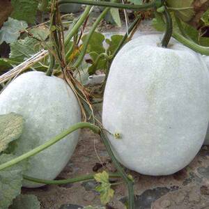 大胖粉皮大冬瓜种子种籽巨型特大白东瓜孑苗秧耐热四季蔬菜高产