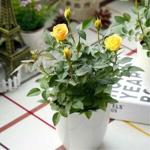 月季花苗 微月微型月季 小太阳 金太阳 微型月季地栽盆栽