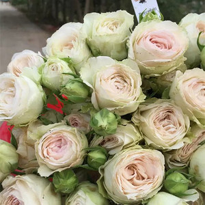 月季/陶瓷蕾丝/新品蕾丝欧月扦插花苗阳台盆栽四季开花植物