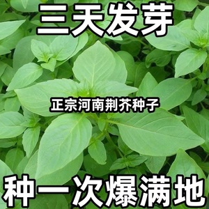 大叶荆芥种子河南荆芥种子四季耐热抗病阳台盆栽蔬菜荆芥菜种子