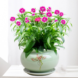 石竹花盆栽室外阳台庭院年宵花卉开花不断净化空气吸甲醛耐寒植物