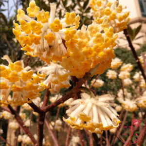 耐寒梦花树苗结香花苗庭院花卉南北方种植黄瑞香盆栽打结花梦冬花