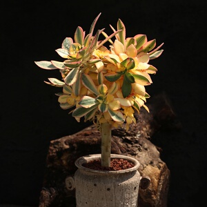 新品灿烂法师老桩精美状n态多肉植物云南开挂区直发新手好养盆栽