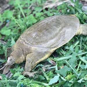 0-8斤放养老鳖中华鳖水鱼团鱼王八包活