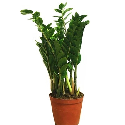 金钱树榕树植物盆栽白掌发财树幸福树h盘景办公室室内去除甲醛e.