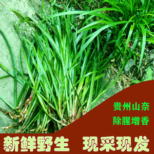 贵州特产现挖新鲜山奈三奈五香草去腥羊狗牛肉火锅配料香料可盆栽