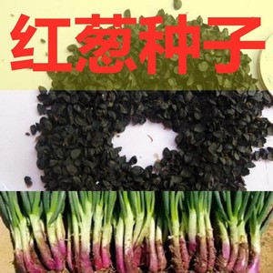 东方红根小香葱种子四季春秋冬季盆栽蔬菜籽青葱苗秋小葱种籽阳台