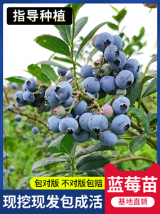 蓝莓树果苗蓝莓苗盆栽带果大苗车厘子南方北方室内外种植果树果苗