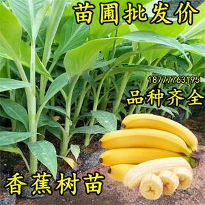 香蕉树苗芭蕉树小米蕉苗粉蕉皇帝焦西贡蕉红蕉中蕉9号带土阳台