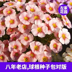 ob系列酢浆草种球 种子多年室内外花卉好养易活观花植物