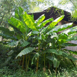 室外芭蕉树树苗四季植物绿化树庭院观赏花卉盆栽大叶芭蕉球根.