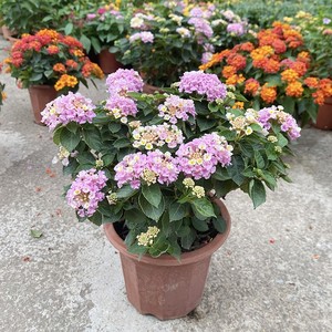 庭院驱蚊逐蝇植物盆栽五色梅 逐蝇花 耐热花期长全年开花驱蚊花卉