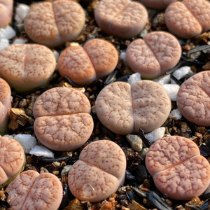 22曲玉拿铁c188×sc309 2.5年3脱苗 生石花多肉植物番杏肉锥四季