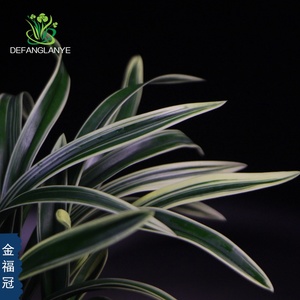 22兰花苗蕙兰金边冠艺金福冠兰花绿植物z盆栽室内阳台庭院盆景好