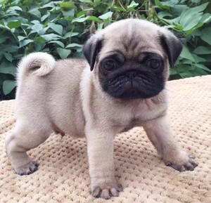 巴哥犬幼犬纯种小型短毛黑色灰色憨厚八哥犬哈巴狗活体家养宠物狗