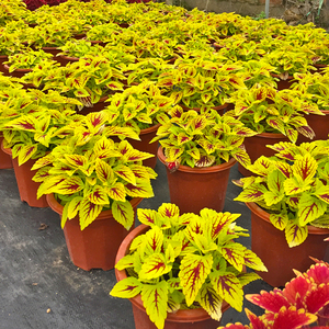 【五彩苏盆栽净化空气】五彩苏盆栽净化空气品牌,价格 - 阿里巴巴