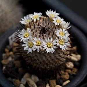 新品直刺佩雷曲刺佩雷一物一拍乳突球属仙人球多肉植物盆n栽.