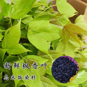 雪碧会爆炸淘宝广西新鲜枫叶1斤乌米饭五色糯米饭染料纯天然植物